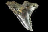 Hemipristis Shark Tooth Fossil - Virginia #96547-1